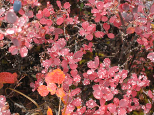 tundra plants