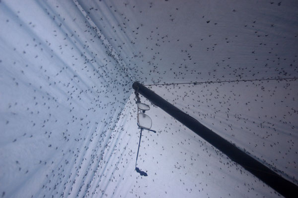 mosquitos inside tarp - southwest Alaska