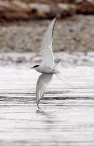 arctic tern